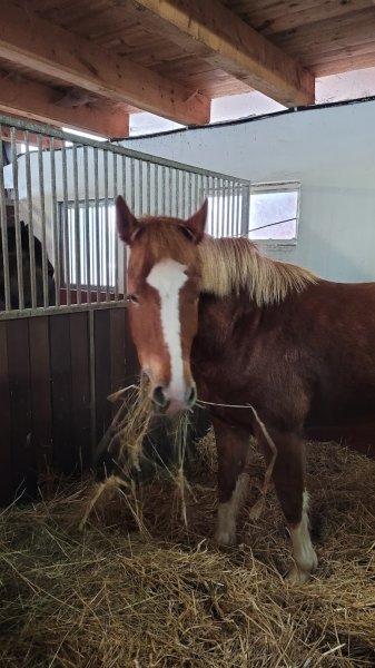 Ecurie Dolivo - photo 3