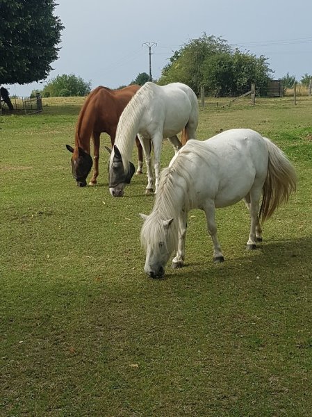 Écuries Du Néflier écuries de Propriétaire - photo 2