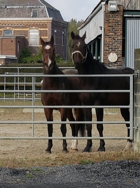 Écuries Du Néflier écuries de Propriétaire - photo 3