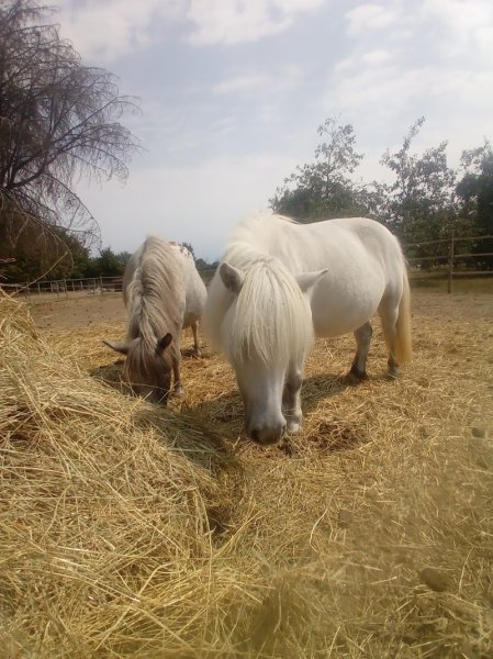 Ecurie Equinox LCDB - photo 3