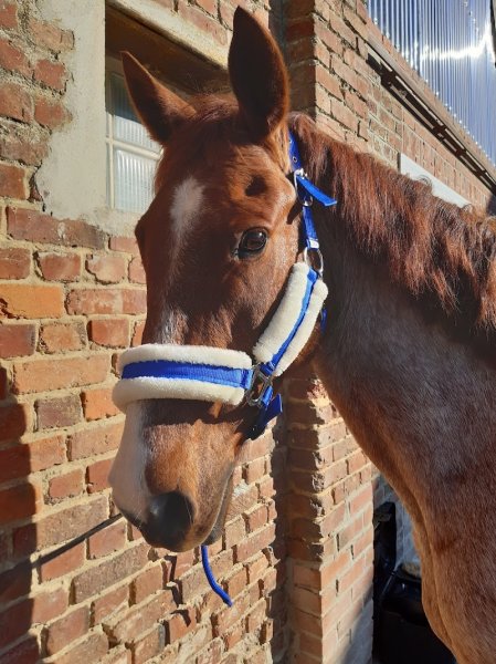 Centre Équestre de Lesdins - photo 1