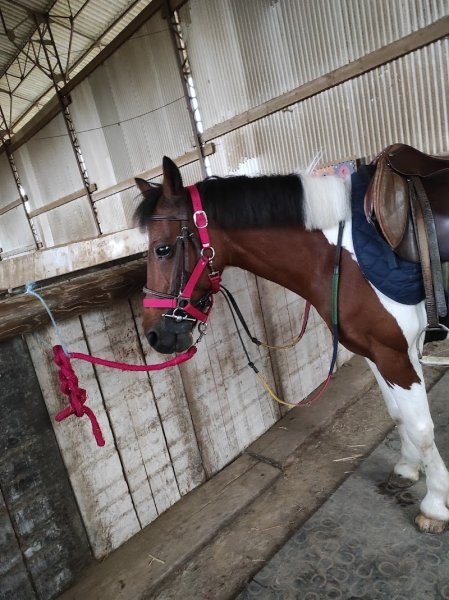 Centre Équestre de Lesdins - photo 2