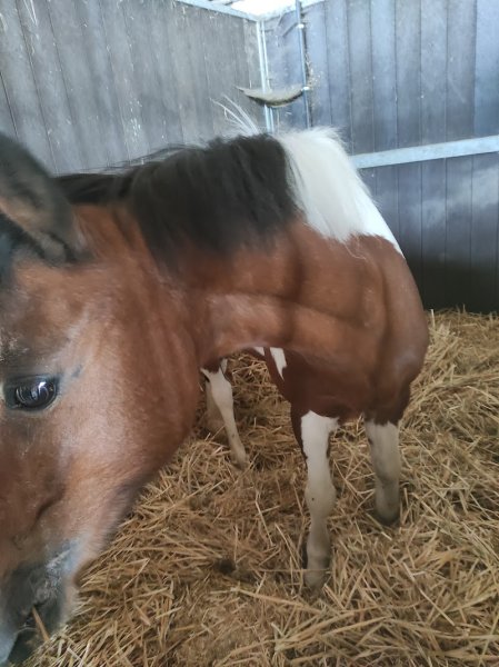Centre Équestre de Lesdins - photo 3