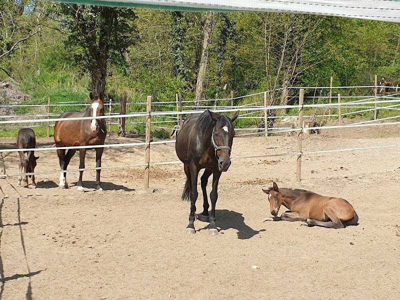Les Écuries d'Emeraude - photo 3