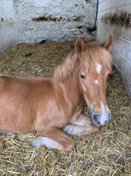 Club Hippique de Laon - photo 2