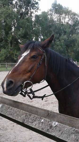 Club Hippique de Laon - photo 3