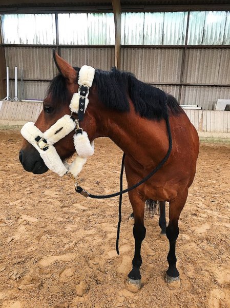 Centre Equestre de Crézancy - photo 2