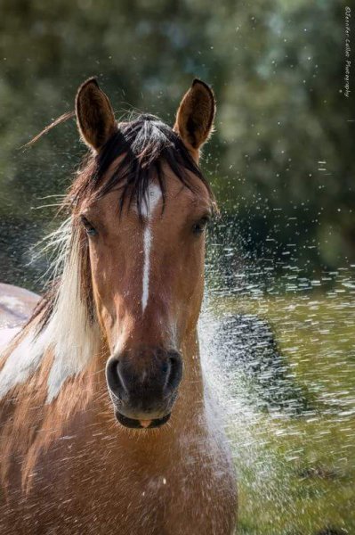 Ecurie Des Bordeaux - photo 2
