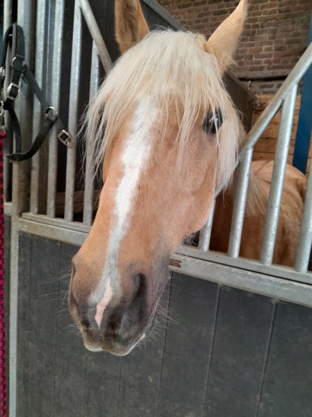 SCEA ECURIE DES 4 MUIDS - photo 2