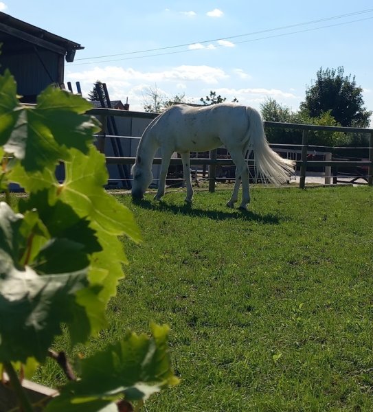 Ecurie des 2F - photo 1