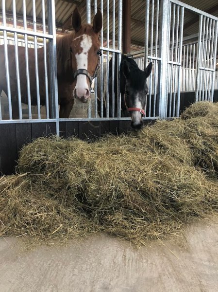 Centre Equestre de Saint-Georges - photo 2