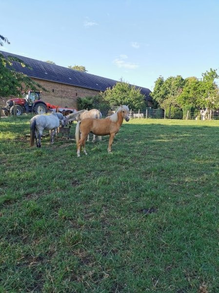 Les poneys de parpeville - photo 1
