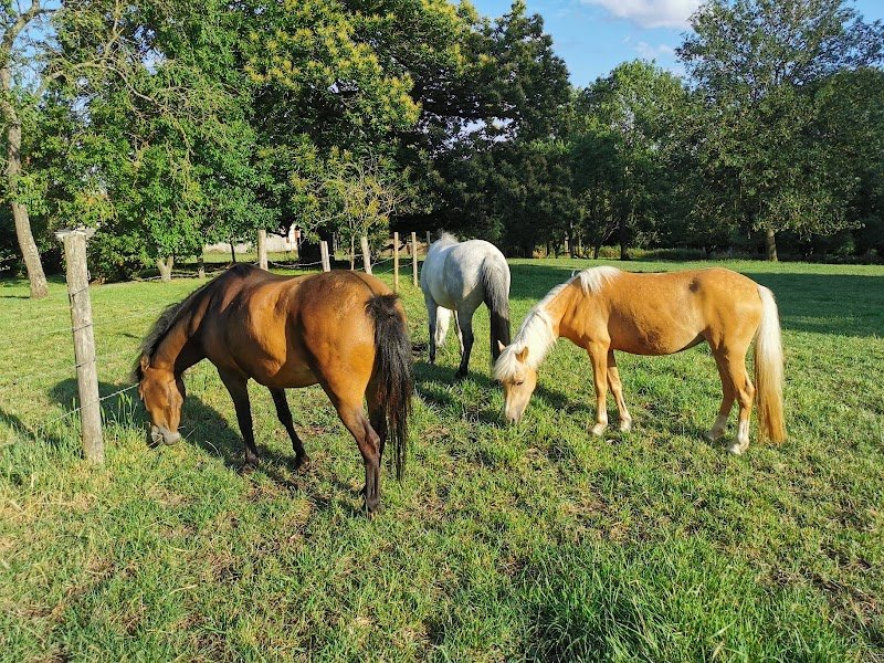 Les poneys de parpeville - photo 3