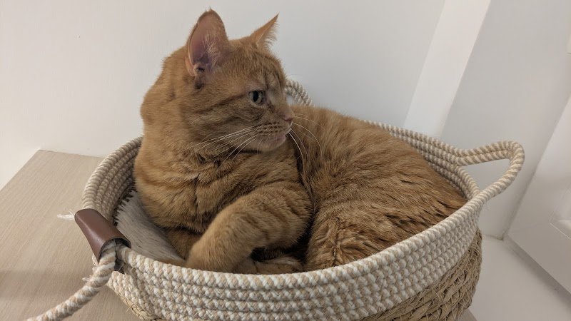 Félin pour l'autre, pension féline