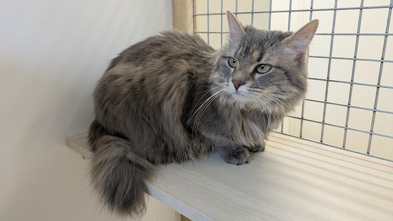 Félin pour l'autre, pension féline - photo 2