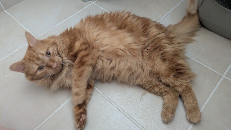 Félin pour l'autre, pension féline - photo 3