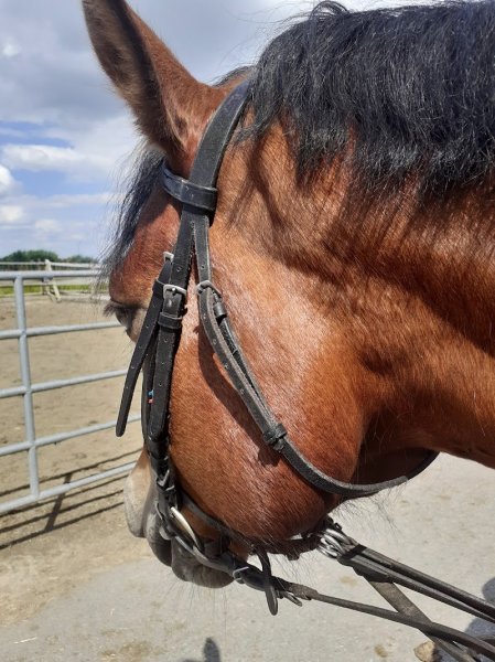 Les Écuries des Charmes - photo 2