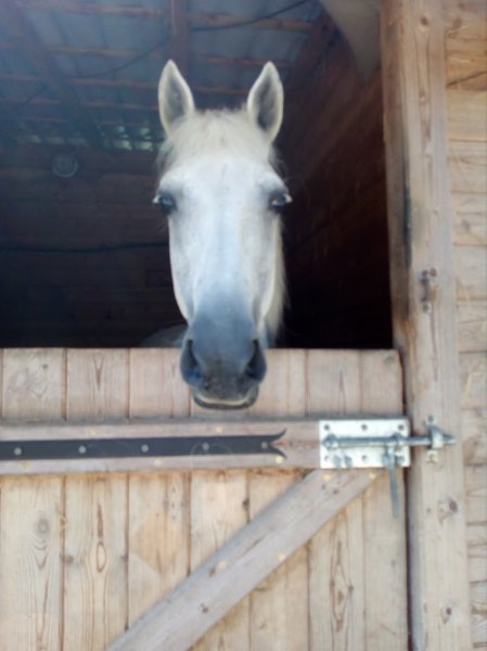 La cavalerie d'Adonis - photo 1