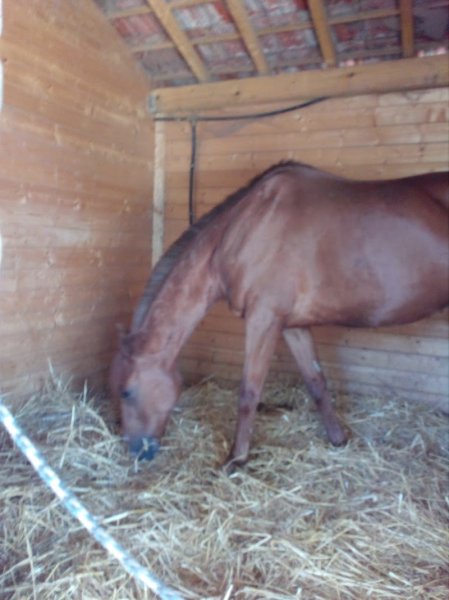 La cavalerie d'Adonis - photo 2