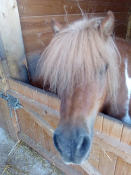 La cavalerie d'Adonis - photo 3