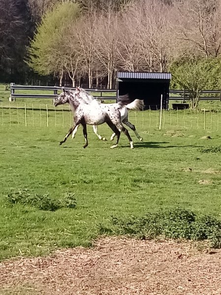 poney club de l'oppidum - photo 1