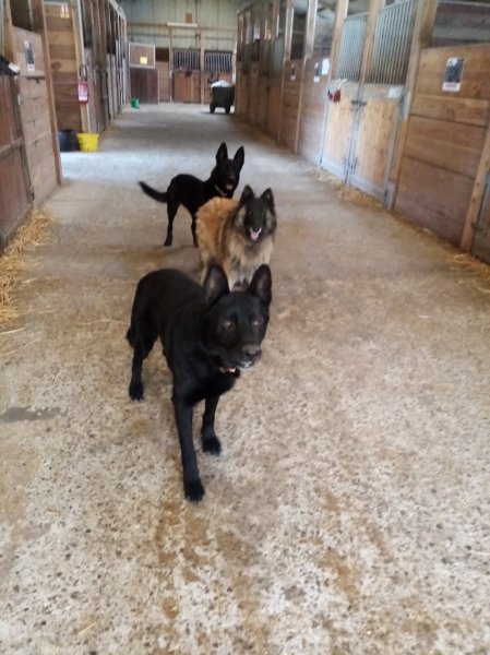 poney club de l'oppidum - photo 2