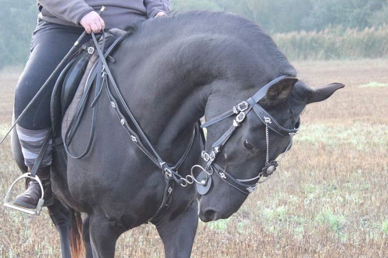 Ecurie d'Eshanelly - photo 1