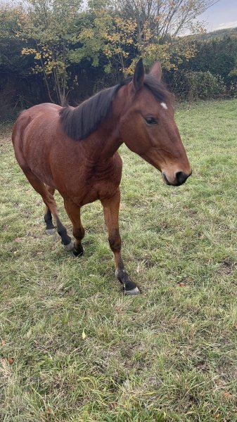 Ecurie d'Eshanelly - photo 2