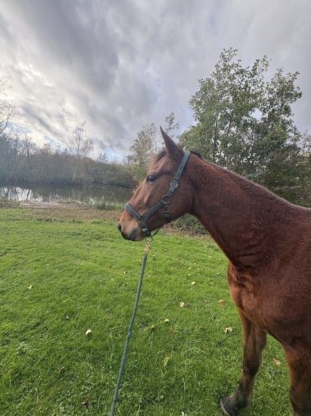 Ecurie d'Eshanelly - photo 3