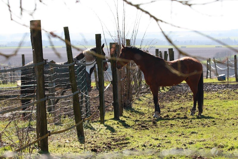 Les écuries du bout du bois - photo 1