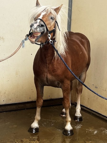 Les écuries du bout du bois - photo 2