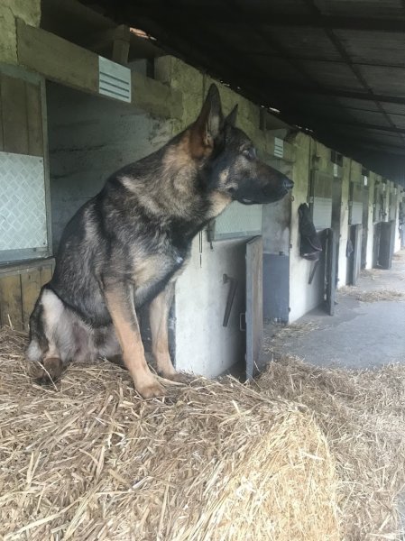 les Écuries de Canny - photo 2