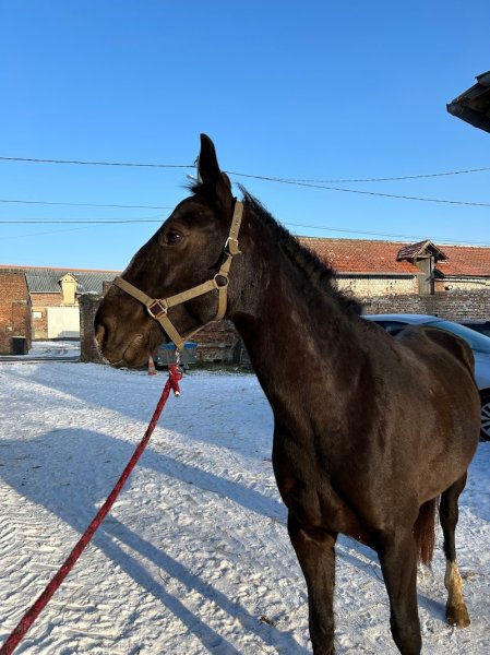 Létine Poney Club - photo 2
