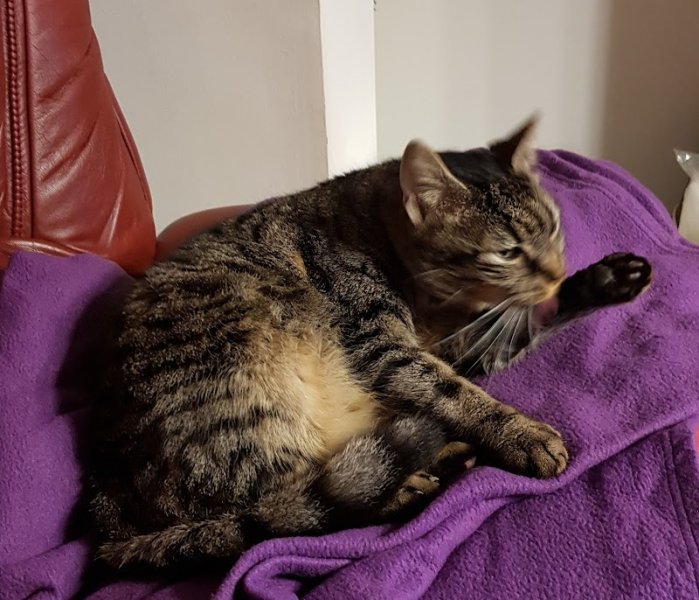 Pension Féline - photo 1