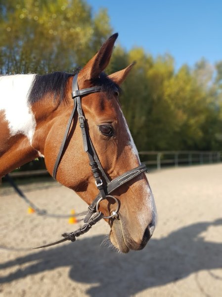 Les écuries de la Falize - photo 2