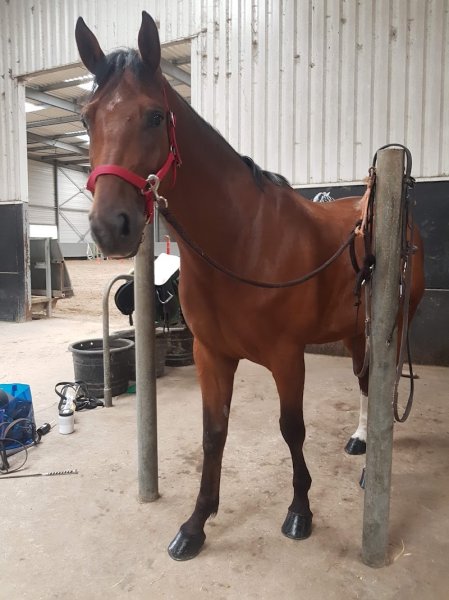 Les écuries de la Falize - photo 3