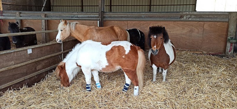 ECURIE DU PEUPLIER - photo 1