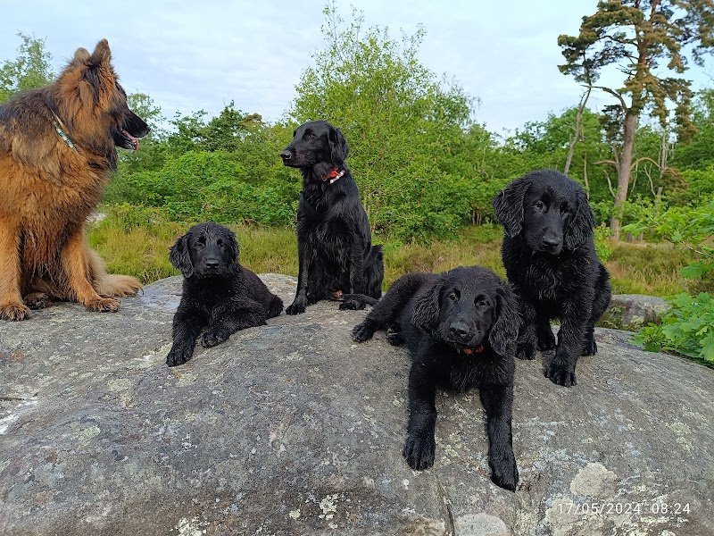 Pension et Elevage de l'odeux la - photo 1
