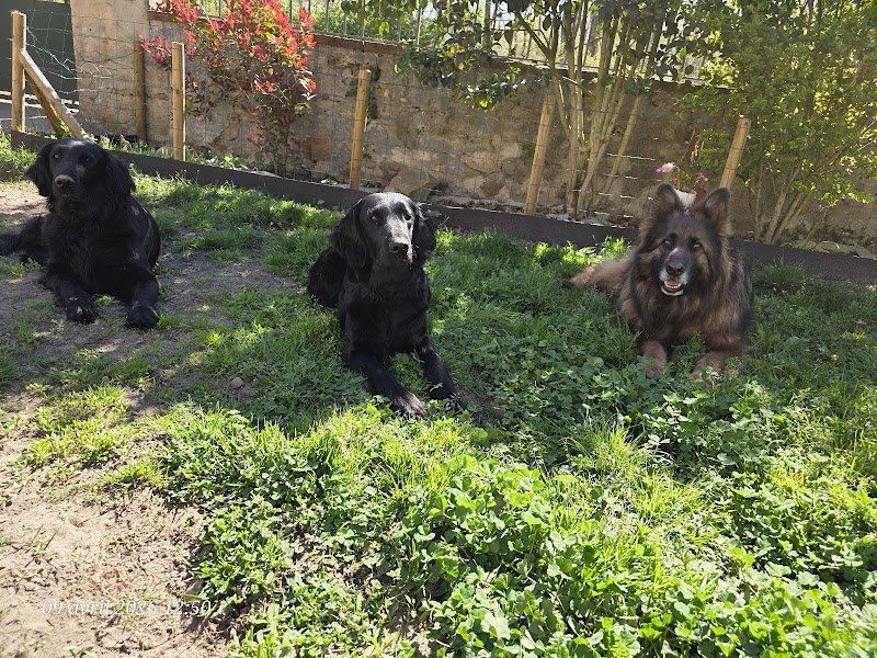 Pension et Elevage de l'odeux la - photo 2