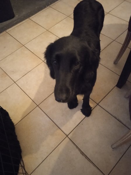 Pension et Elevage de l'odeux la - photo 3