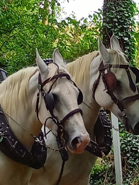 ÉCURIE DU BOIS DE MONT - photo 2