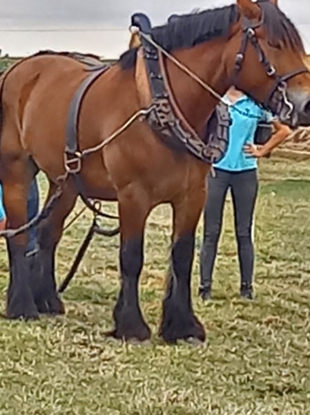 ÉCURIE DU BOIS DE MONT - photo 3