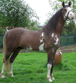 Les Écuries Du Courant d'Ô - photo 1