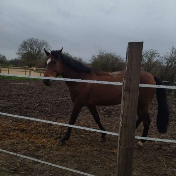 Soc Hippique Rurale Écurie Hutin