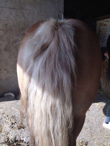 Soc Hippique Rurale Écurie Hutin - photo 2