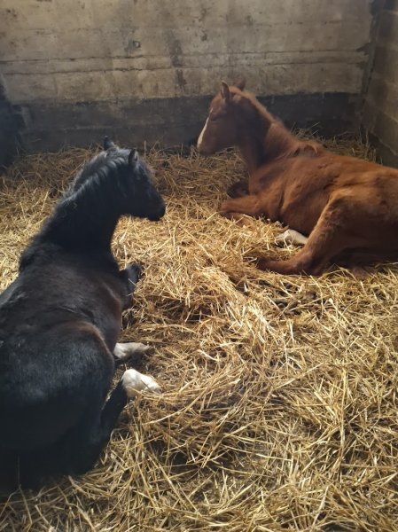 Soc Hippique Rurale Écurie Hutin - photo 3