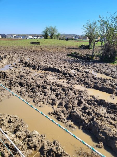 Écuries de la Gohelle : Pension de chevaux - photo 3