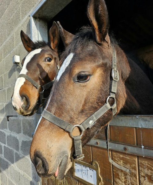 Les Ecuries de la Peupleraie