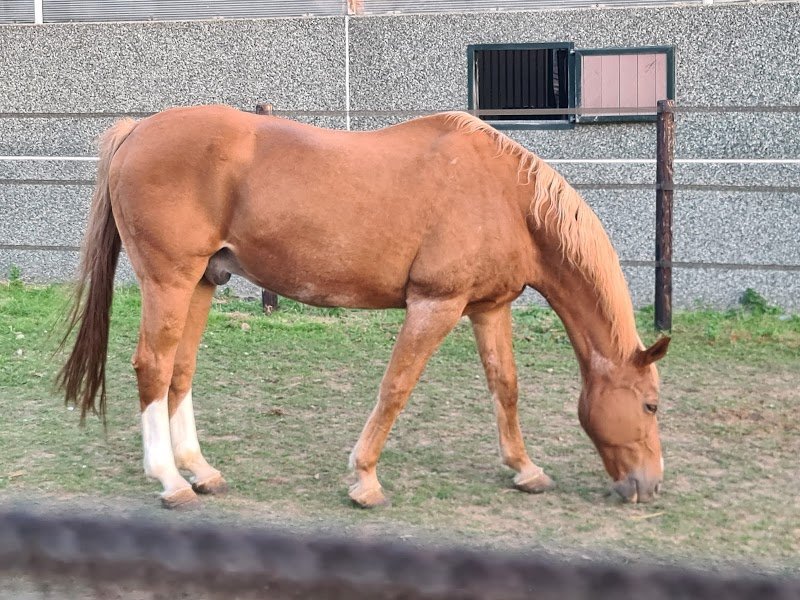 Les Ecuries de la Peupleraie - photo 2