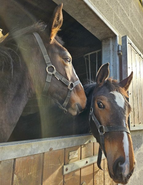 Les Ecuries de la Peupleraie - photo 3